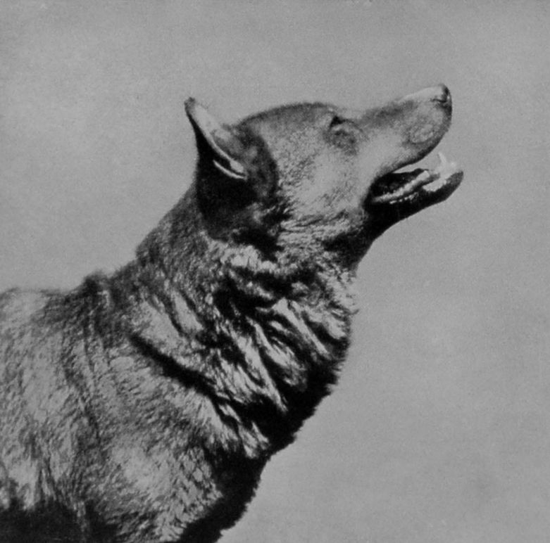 WOLF'S HEAD.