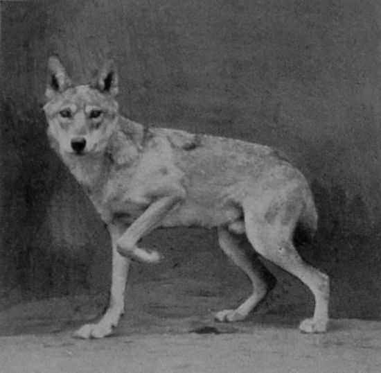 INDIAN WOLF.