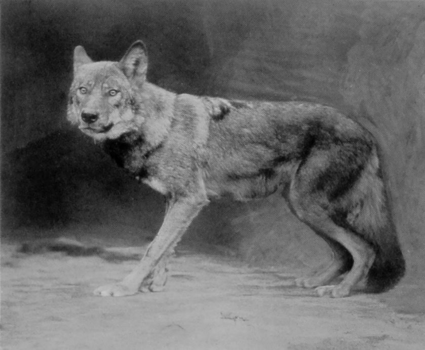 RUSSIAN WOLF.