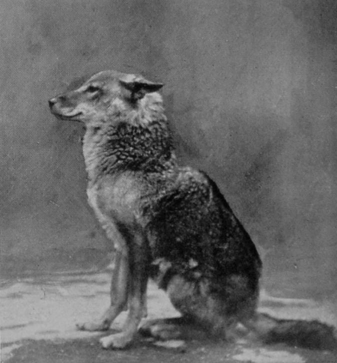 INDIAN JACKAL.