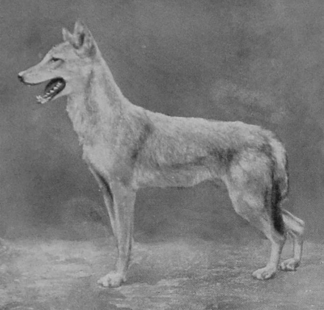 NORTH AFRICAN JACKAL.