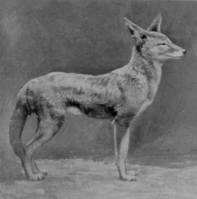 TURKISH JACKAL.