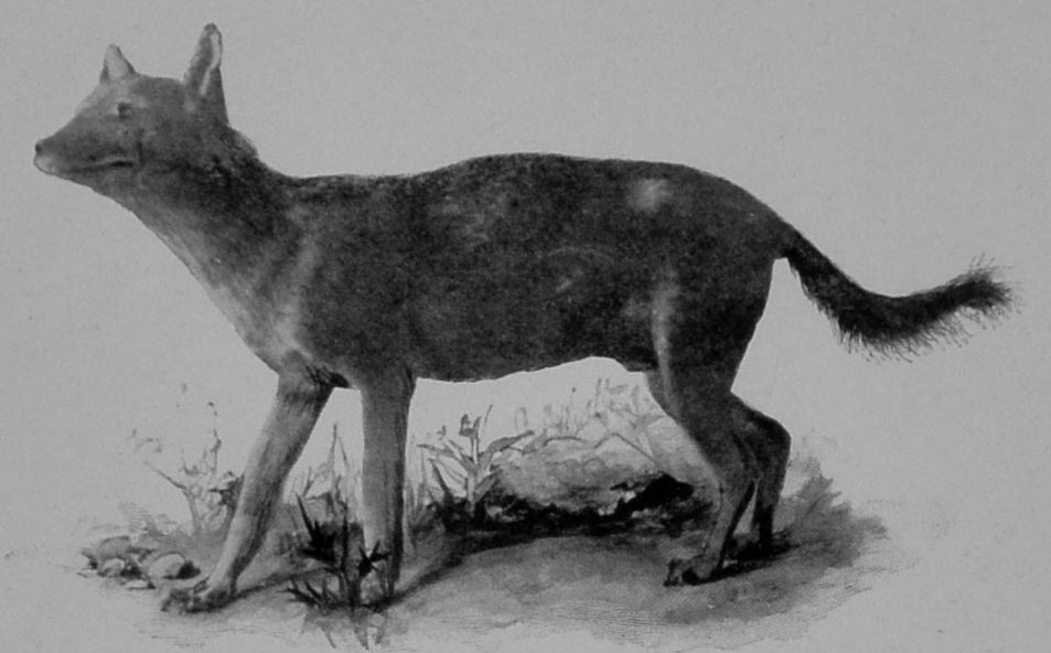 WILD DOG.
