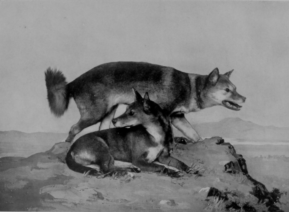 DINGOES.