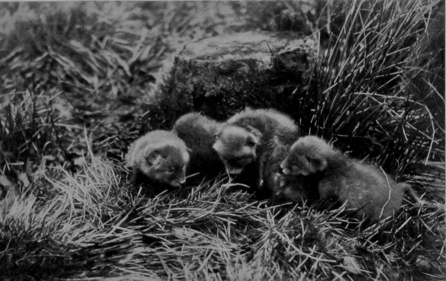 FOX CUBS.