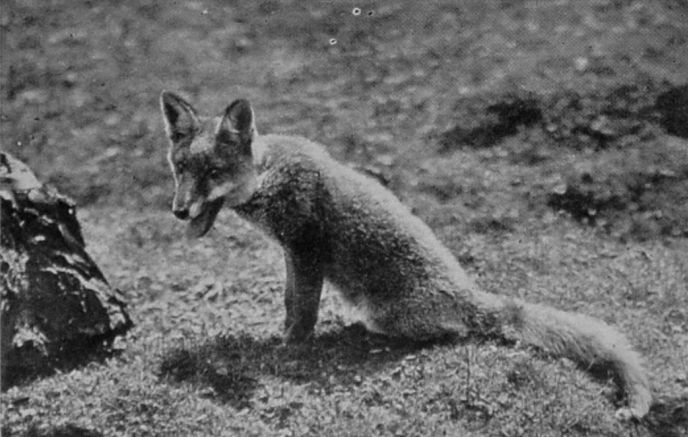 LEICESTERSHIRE FOX.