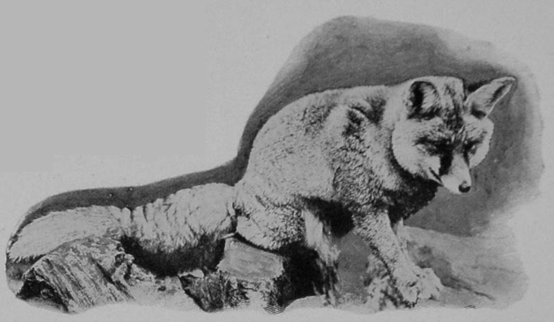 MOUNTAIN-FOX.