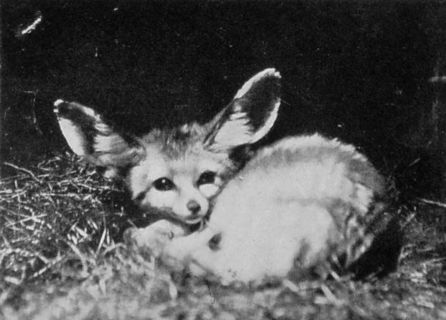 FENNEC-FOX.