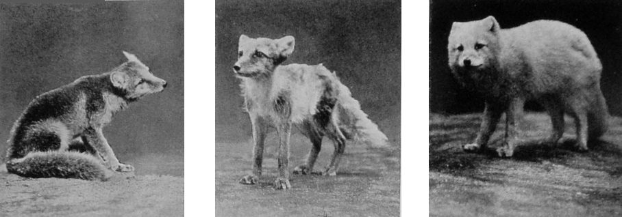 ARCTIC FOX.