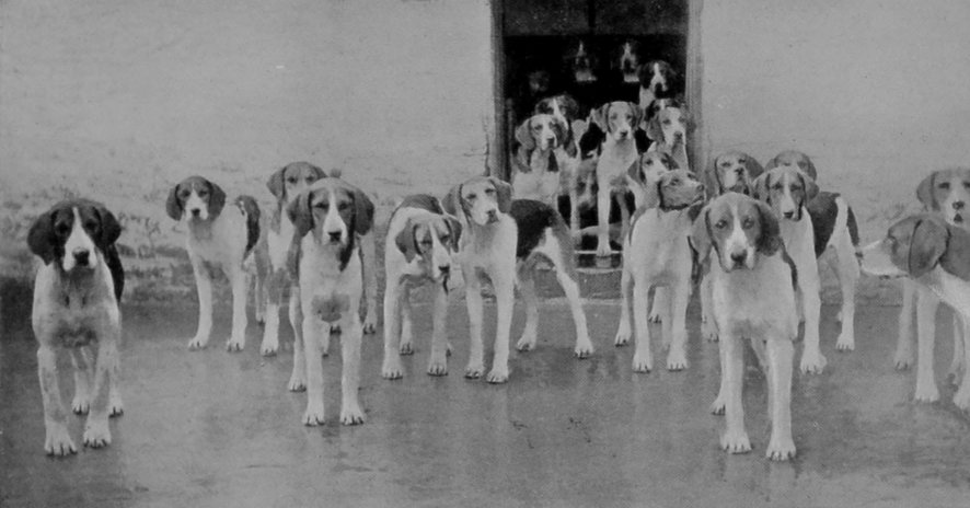 STAG-HOUND PUPPIES.