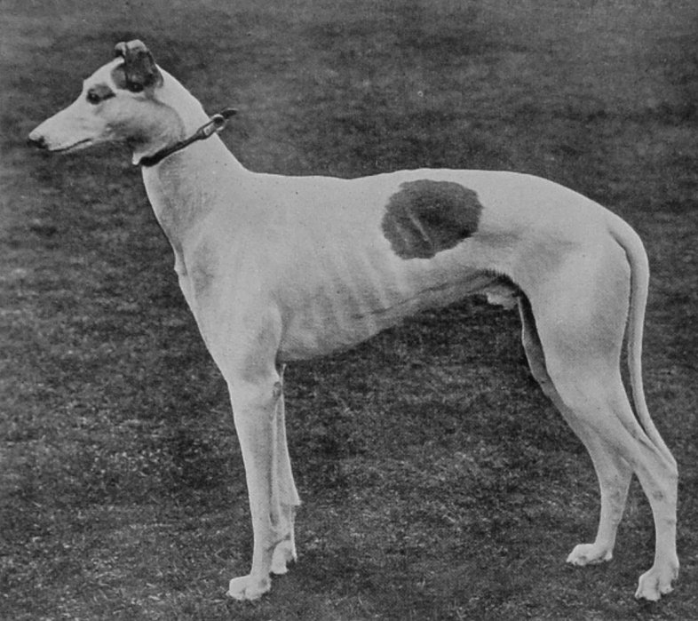 GREYHOUND.
