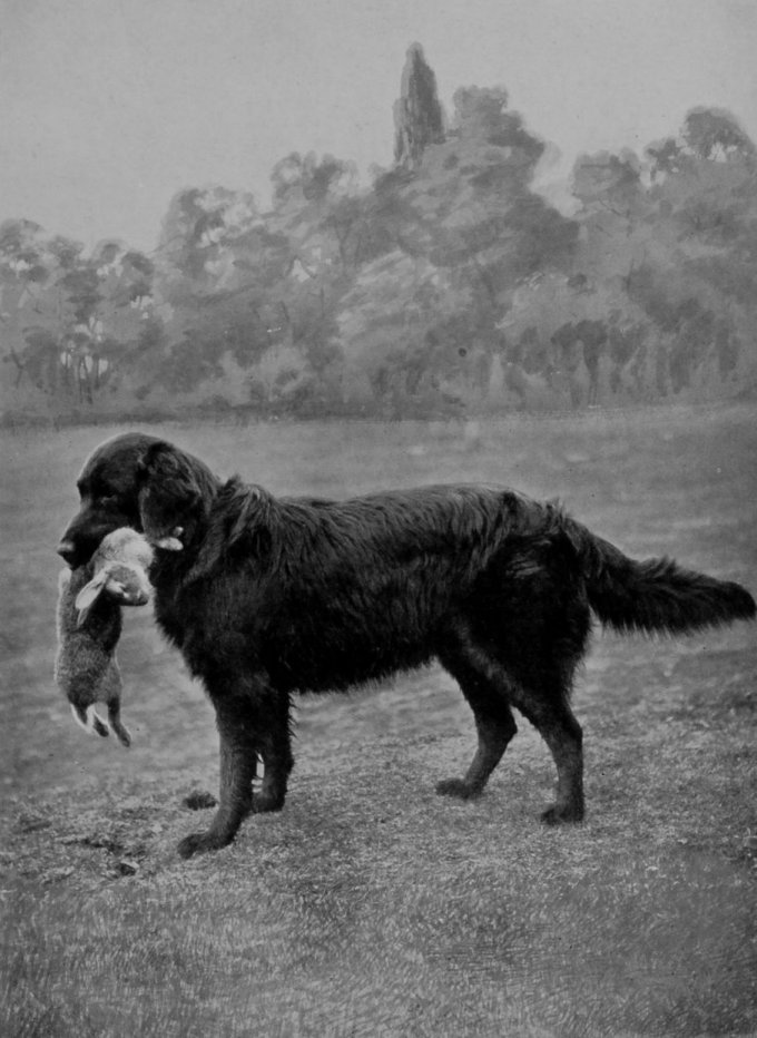 RETRIEVER.