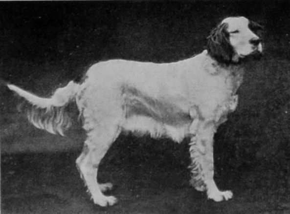 ENGLISH SETTER.