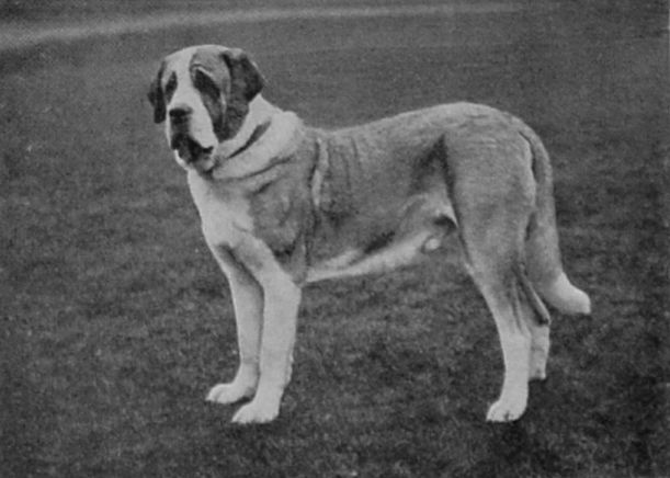 SMOOTH-COATED SAINT BERNARD.