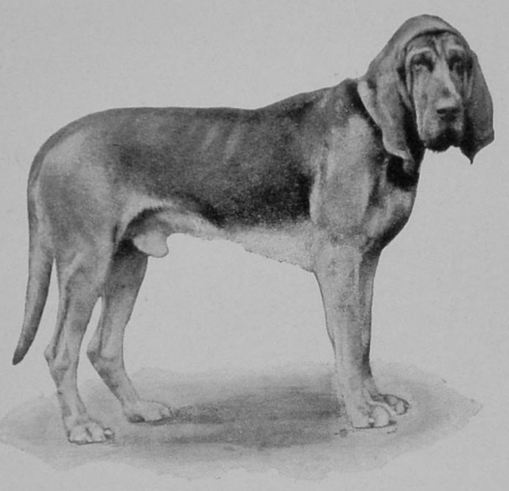 BLOOD-HOUND.