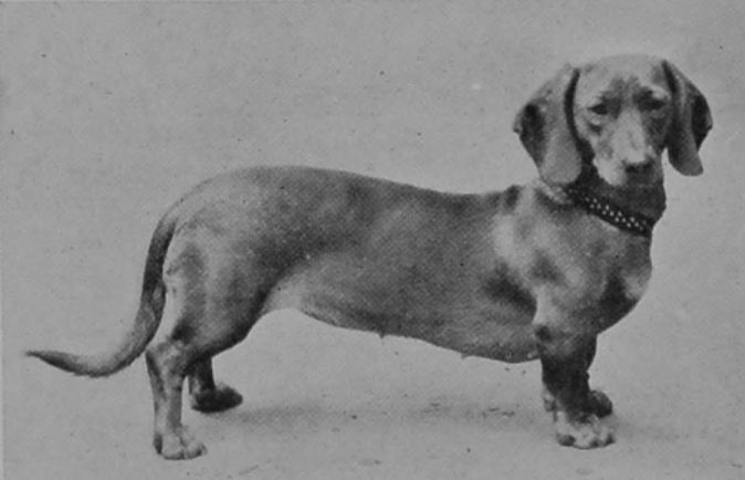 DACHSHUND.