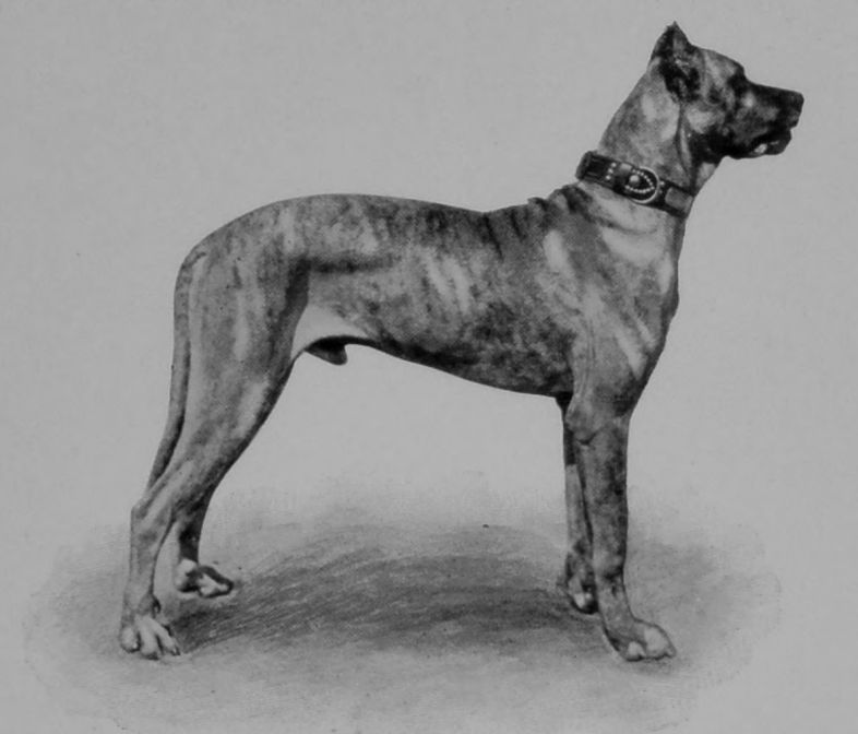 GREAT DANE.