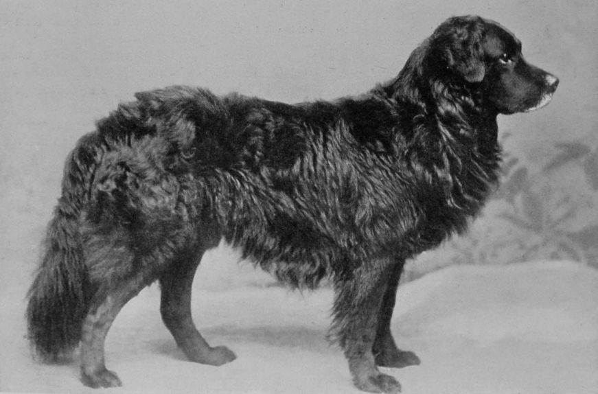 NEWFOUNDLAND.