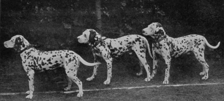 DALMATIANS.