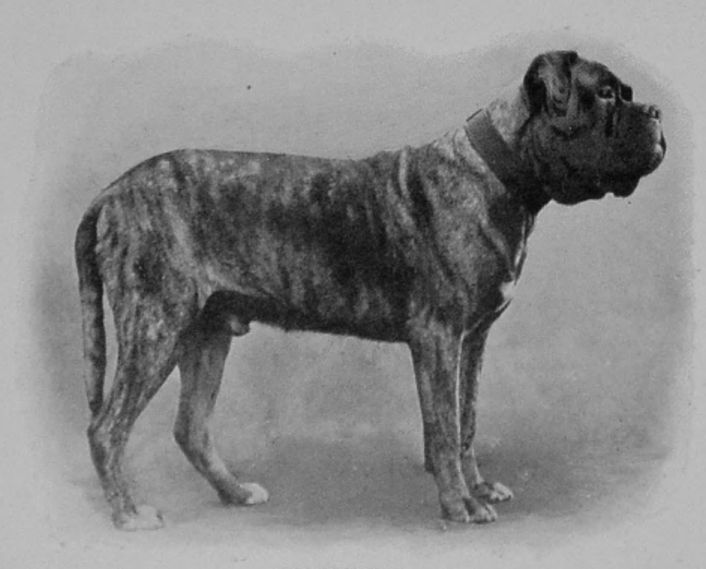 MASTIFF.