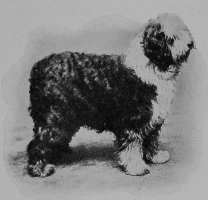 OLD ENGLISH SHEEP-DOG.