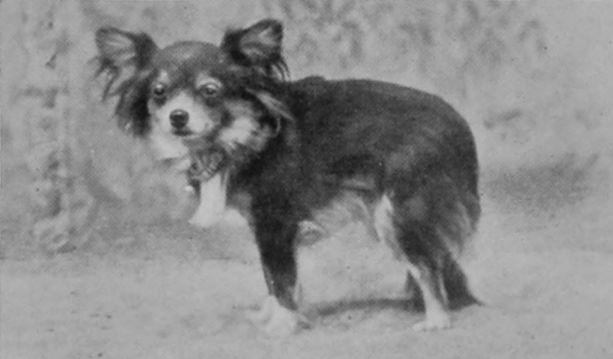 BUTTERFLY-DOG.