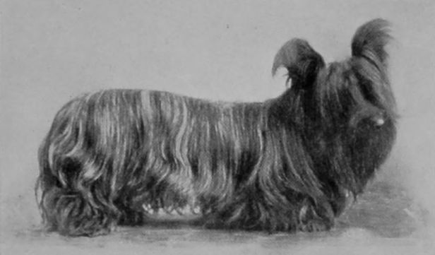 SKYE TERRIER.