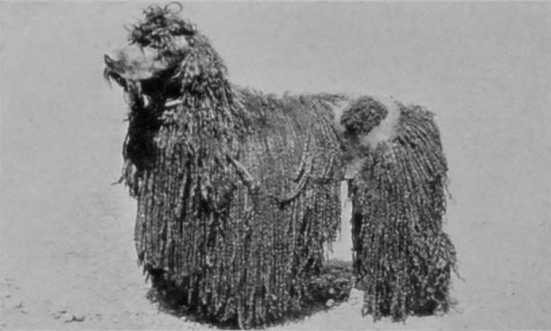 CORDED POODLE.