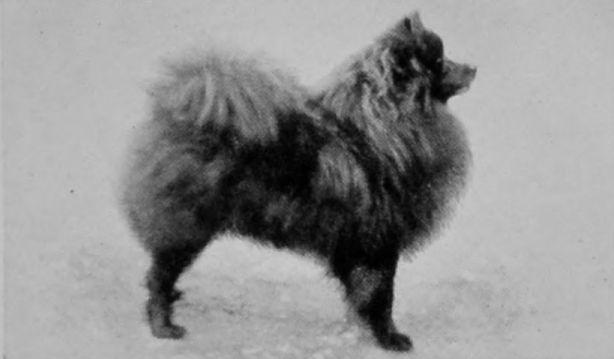 POMERANIAN.