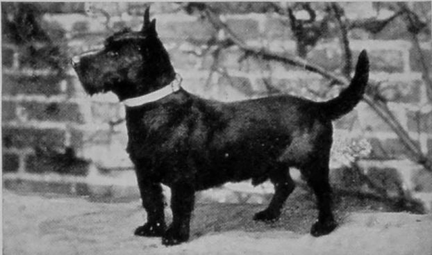 SCOTTISH TERRIER.