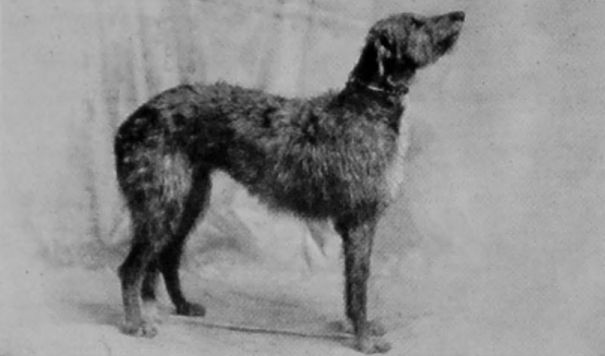 DEER-HOUND.