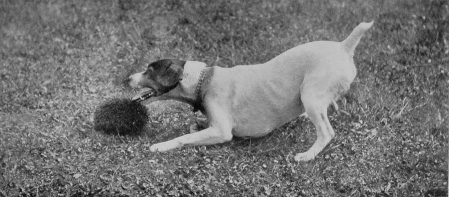 FOX-TERRIER.