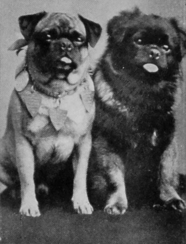 PUG AND PEKINESE SPANIEL.