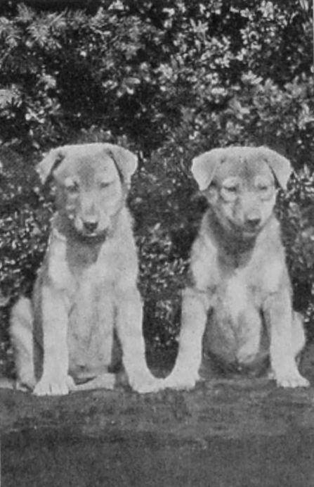 PARIAH PUPPIES.