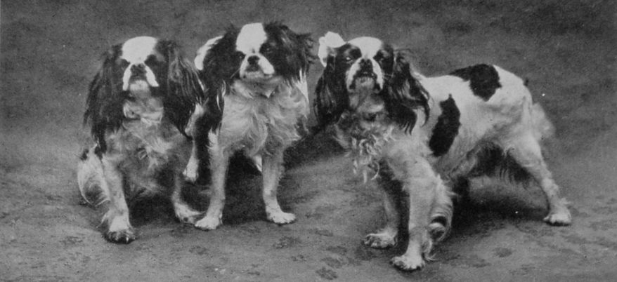 BLENHEIM AND PRINCE CHARLES SPANIELS.