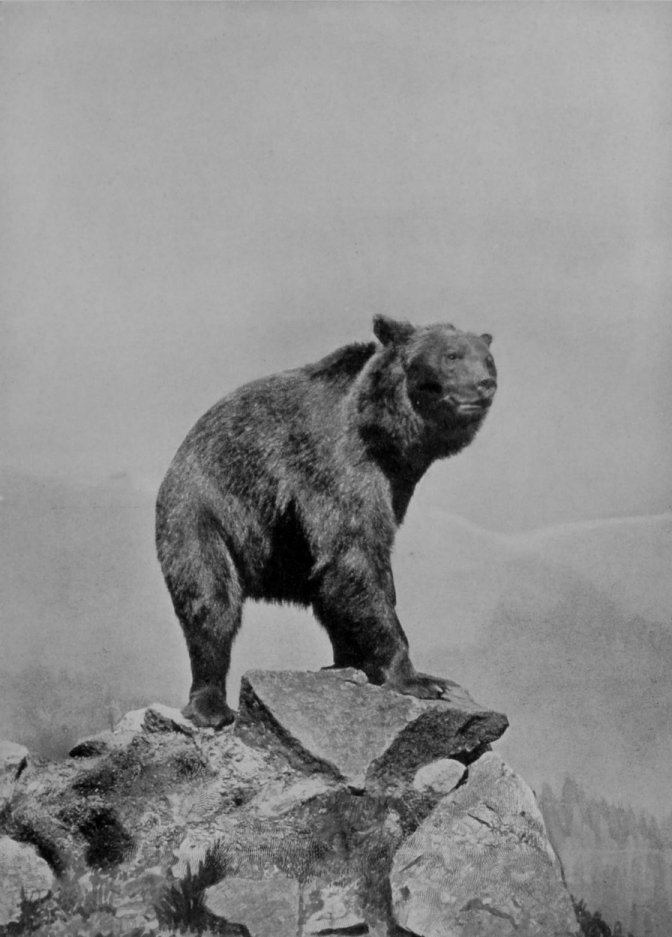 COMMON BROWN BEAR.