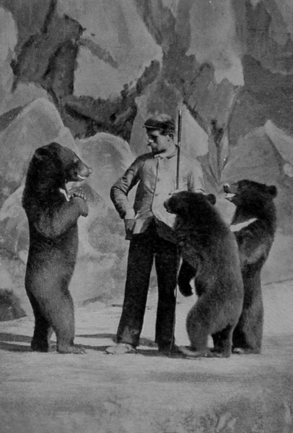 THREE PERFORMING BEARS.
