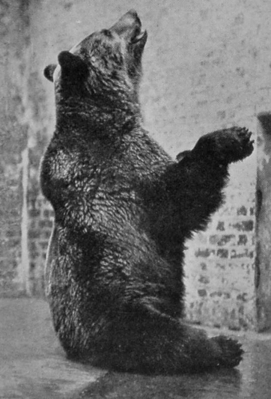 LARGE RUSSIAN BROWN BEAR.