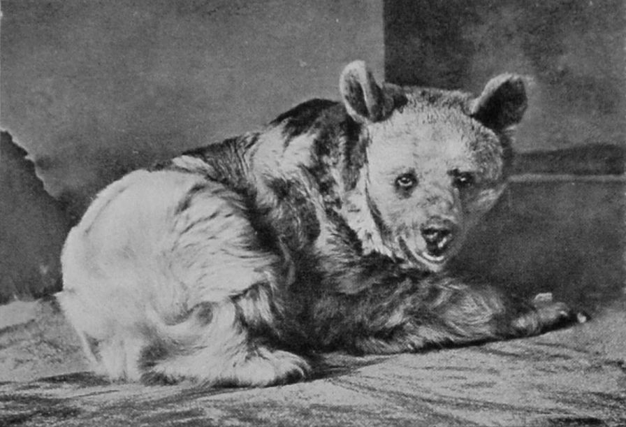 SYRIAN BEAR.