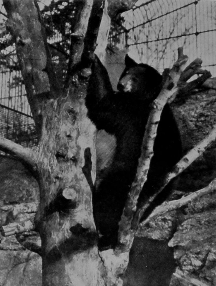AMERICAN BLACK BEAR.