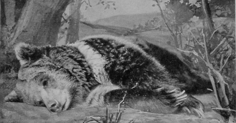 YOUNG SYRIAN BEAR FROM THE CAUCASUS.