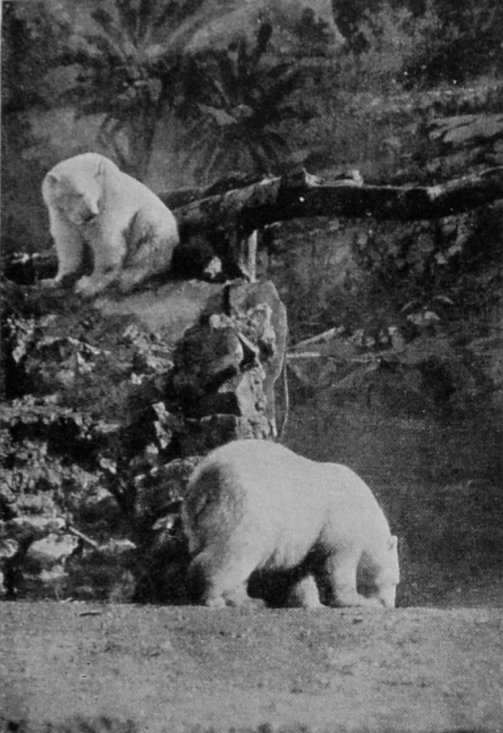 POLAR BEARS.