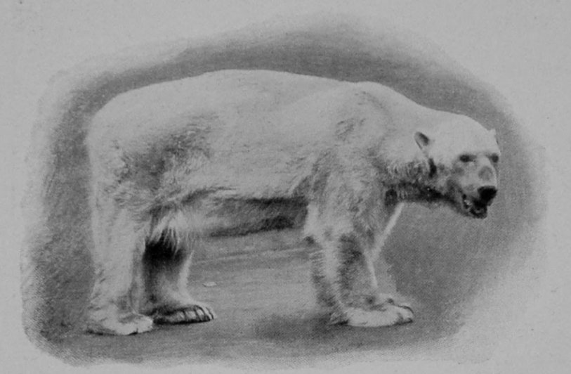 POLAR BEAR.