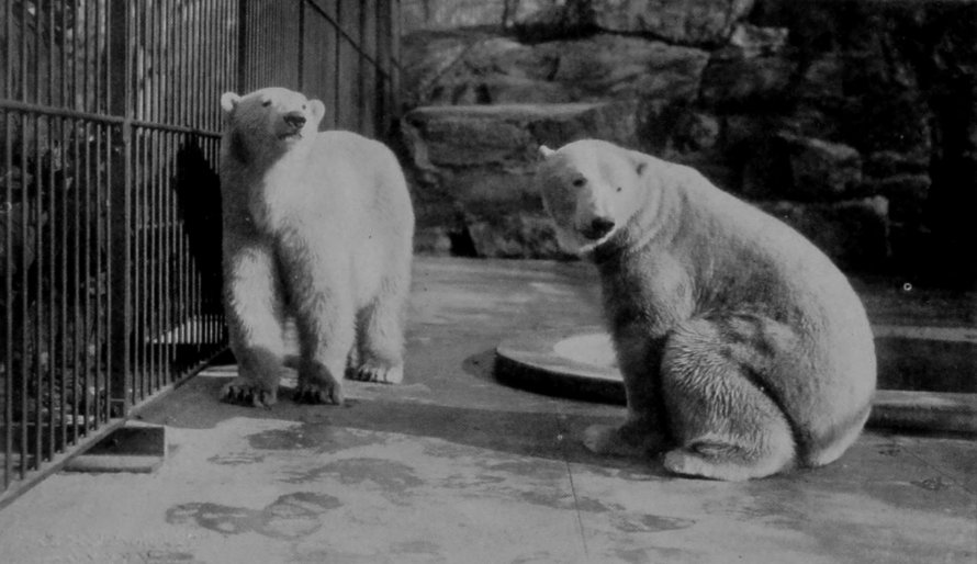 HALF-GROWN POLAR BEARS.