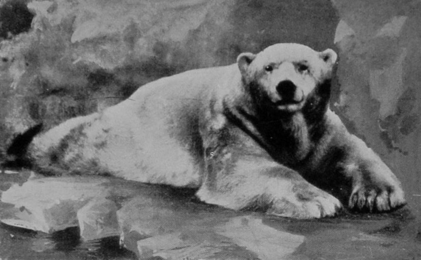 THE ICE-BEAR'S COUCH.