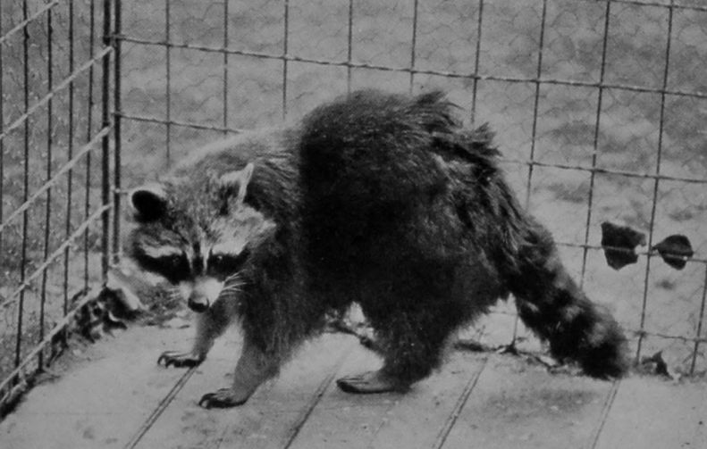 RACCOON.