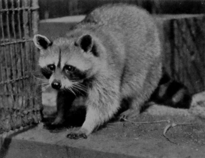 COMMON RACCOON.