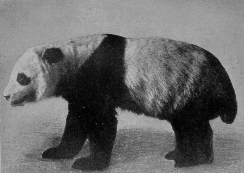 GREAT PANDA.
