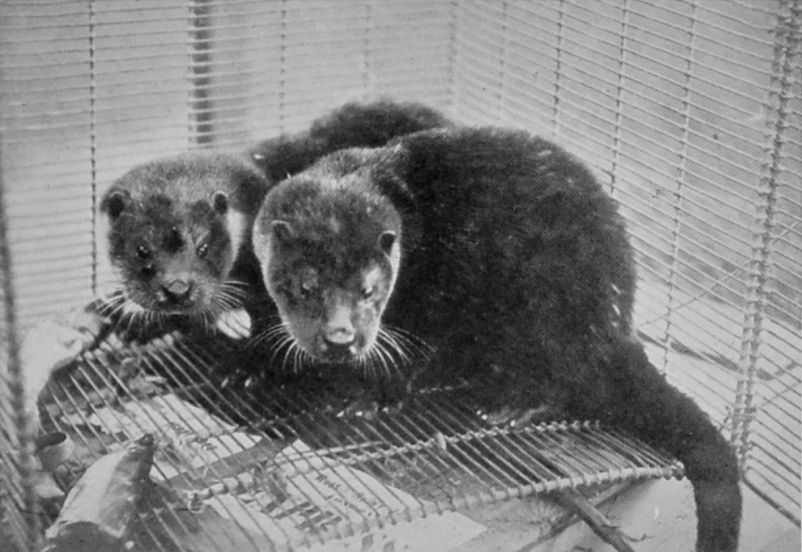 YOUNG OTTERS.