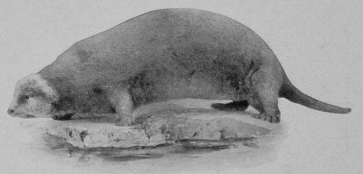 SEA-OTTER.